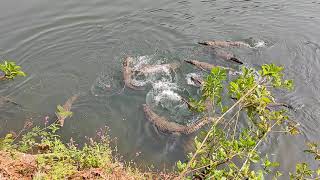 Crocodile Point Insuli Sawantwadi Maharashtra India [upl. by Enymzaj]