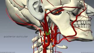 Human Cranial Osteology Part V Maxilla and Zygomatic bones [upl. by Adnor]