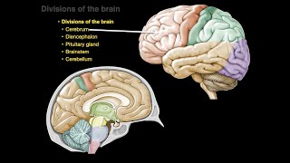 Divisions of the brain [upl. by Karylin]