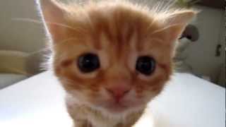 Beautiful Kitten Meowing  Hermoso Gatito Maullando Adorable Cute [upl. by Giverin154]