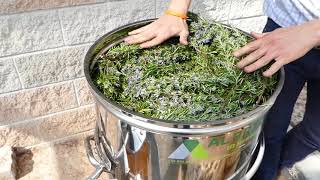 Distillation of Rosemary essential oil  distiller plus [upl. by Ihsir]