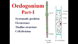 Oedogonium Part I Classification occurrence Thallus Cell division algae [upl. by Placida987]