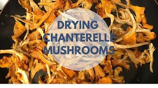 Drying Chanterelle Mushrooms For Longerterm Storage [upl. by Shlomo]