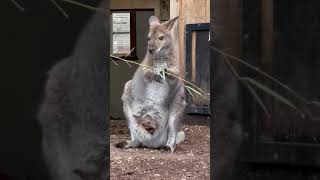 Marsupial Animal Kangaroo [upl. by Hogle326]