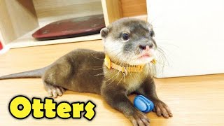 10 Cute Otter Facts You Want to Know [upl. by Hadlee]