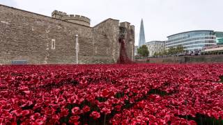 The Tower of London Poppies [upl. by Akciret]