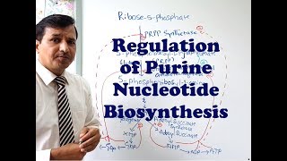 Purine Synthesis Regulation [upl. by Touber]