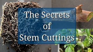 The Secrets of Stem Cuttings Propagation [upl. by Daas]