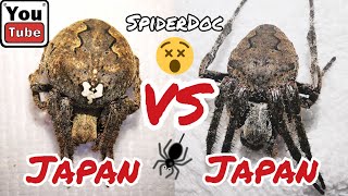 JAPAN G vs JAPAN G Cultured vs Wild Caught Monster Spider Fight Laban ng mga Higanteng Gagamba [upl. by Casmey930]