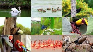 Las Aves para niños con vídeos [upl. by Tarkany]