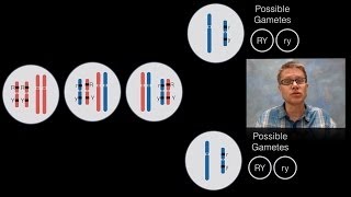 Chromosomal Inheritance [upl. by Kaule]