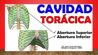 🥇 CAVIDAD TORÁCICA Tórax Óseo ¡Fácil Explicación [upl. by Baily]