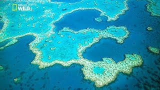 Great Barrier Reef  National Geographic Documentary HD 2017 [upl. by Asit730]