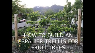 How to build an espalier trellis for fruit trees [upl. by Noiraa]