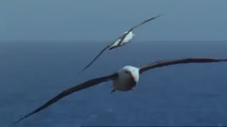 Albatross Different Species [upl. by Nimaj374]