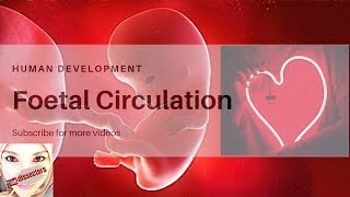 Measuring Fetal Heart Rate with MMode [upl. by Arrek]