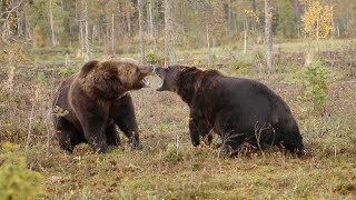 Intense Scrap Between Two Brown Bears [upl. by Yelrebmik]