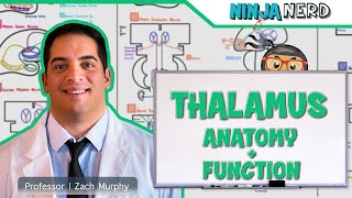 Neurology  Thalamus Anatomy amp Function [upl. by Dnomrej]