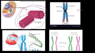 Grade 12 Life Sciences Meiosis Part 1 [upl. by Anileda]