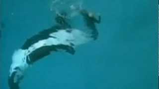 Killer whale drags trainer underwater at SeaWorld San Diego [upl. by Kroll]