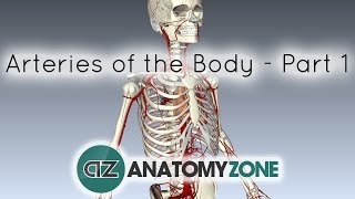 Arteries of the body  PART 1  Anatomy Tutorial [upl. by Ecnarolf]