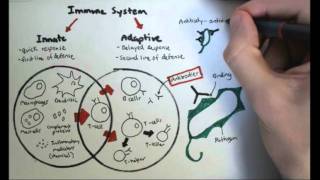 Immunology Overview [upl. by Forkey]