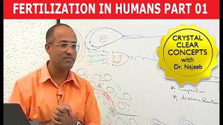 Fertilization in Humans  Conception  Embryology  18 [upl. by Anod]