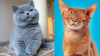 The CUTEST CAT BREEDS In The World 🐱 [upl. by Yelra101]