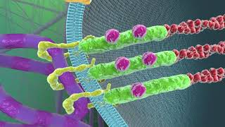 Cell–Extracellular Matrix Mechanobiology [upl. by Nerrak844]