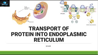 Transport of Protein In Endoplasmic Reticulum [upl. by Pavior]