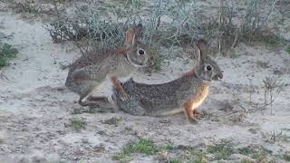 Rabbits in heat [upl. by Ruperto393]