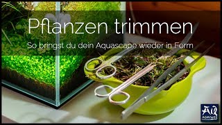 Pflanzen im Aquarium schneiden  AquaOwner [upl. by Aina805]