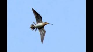 Snipe Drumming on Otmoor 13th April [upl. by Chet]