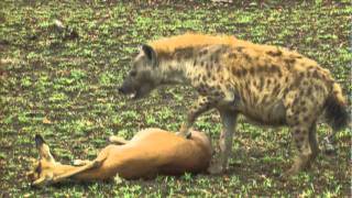 Gazelles LUCKY ESCAPE from CHEETAH and HYENA by PLAYING DEAD [upl. by Ahsha]