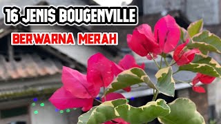 JENIS BOUGENVILLE BERWARNA MERAH [upl. by Arny840]