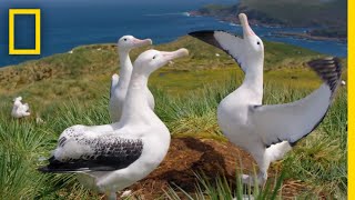 Albatrosses LifeLong Bond Begins With Elaborate Courtship – Ep 3  Wildlife Resurrection Island [upl. by Eiramrebma]