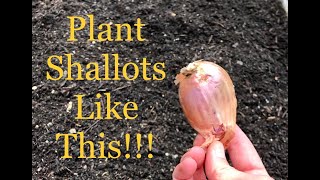 How To Plant Shallots  Zone 8b Gardening Tip [upl. by Ellehcan]