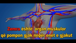 Anatomia Dhe Funksioni i Zemres Sistemi i Qarkullimit te Gjakut [upl. by Anitnas468]