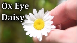 Ox Eye Daisy Identification  Edible and Medicinal Plant [upl. by Urba]