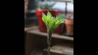 Time lapse growth of Amorphophallus Konjac [upl. by Erhard408]