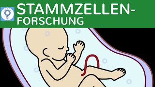 Stammzellenforschung  Totipotente amp Pluripotente Stammzellen amp Embryonenschutzgesetz [upl. by Sadonia83]