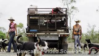 quotDroving Aheadquot Working Dogs [upl. by Spielman]