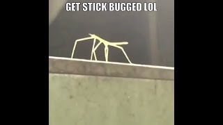 GET STICK BUGGED LOL EXTENDED REMAKE 10 HOURS [upl. by Aneeled]