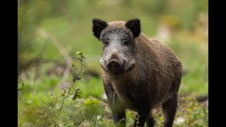 Wild Italy  Il Cinghiale Documentario [upl. by Castorina]