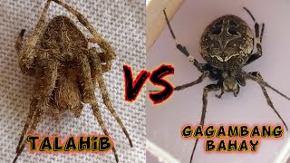 Unbelievable fight 😱  derby spider VS Gagambang bahay [upl. by Nicolai]