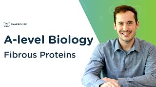 Fibrous Proteins  Alevel Biology  OCR AQA Edexcel [upl. by Maitund583]