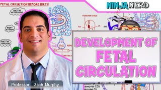 Fetal Monitoring Segment 4 Fetal Heart Decelerations [upl. by Divine140]