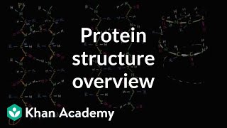 Overview of protein structure  Macromolecules  Biology  Khan Academy [upl. by Gifford461]