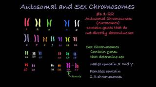 Reading Karyotypes [upl. by Blair]