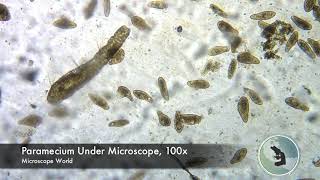 Paramecium under Microscope [upl. by Ennaisoj]